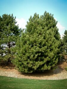 Сосна Чёрная (Pinus Nigra) купить по цене от 270.00р. в интернет-магазине «Посадика» с доставкой почтой в в Ельняе и по всей России – [изображение №1].