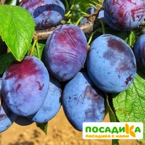 Слива Чачакская ранняя купить по цене от 229.00р. в интернет-магазине «Посадика» с доставкой почтой в в Ельняе и по всей России – [изображение №1].