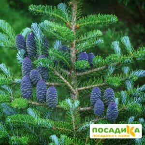 Пихта корейская (Abies koreana) купить по цене от 450.00р. в интернет-магазине «Посадика» с доставкой почтой в в Ельняе и по всей России – [изображение №1].