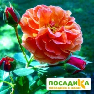 Роза Арабия купить по цене от 350.00р. в интернет-магазине «Посадика» с доставкой почтой в в Ельняе и по всей России – [изображение №1].