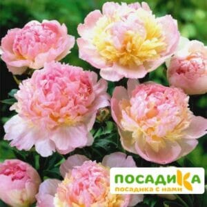 Пион Распберри Сандей (Paeonia Raspberry Sundae) купить по цене от 959р. в интернет-магазине «Посадика» с доставкой почтой в в Ельняе и по всей России – [изображение №1].