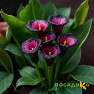Калла Аура Лейс купить по цене от 400р. в интернет-магазине «Посадика» с доставкой почтой в в Ельняе и по всей России – [изображение №1].