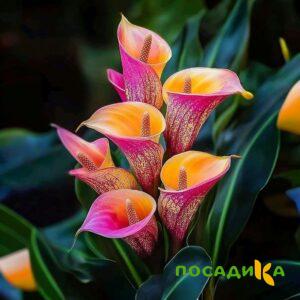 Калла Оникс купить по цене от 450р. в интернет-магазине «Посадика» с доставкой почтой в в Ельняе и по всей России – [изображение №1].