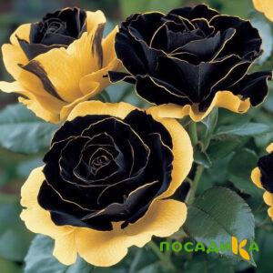 Роза Ханни Сикл купить по цене от 700р. в интернет-магазине «Посадика» с доставкой почтой в в Ельняе и по всей России – [изображение №1].