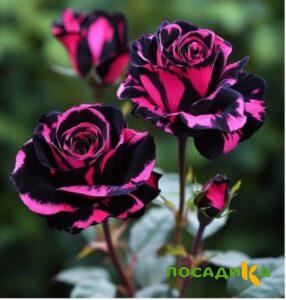 Роза Багровый Шепот купить по цене от 366р. в интернет-магазине «Посадика» с доставкой почтой в в Ельняе и по всей России – [изображение №1].