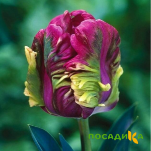 Тюльпан Экзотик Хэвен купить по цене от 186р. в интернет-магазине «Посадика» с доставкой почтой в в Ельняе и по всей России – [изображение №1].