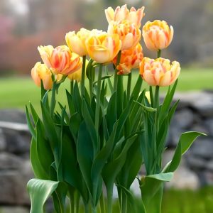 Тюльпан Верона Санрайз купить по цене от 280р. в интернет-магазине «Посадика» с доставкой почтой в в Ельняе и по всей России – [изображение №1].