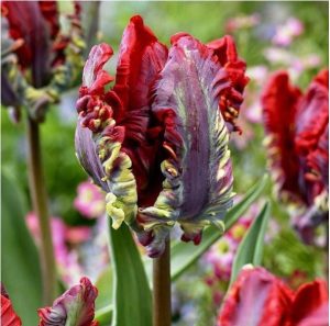 Тюльпан Рококо купить по цене от 350р. в интернет-магазине «Посадика» с доставкой почтой в в Ельняе и по всей России – [изображение №1].