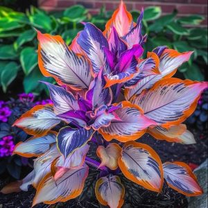 Хоста Эмеральд Тиара купить по цене от 602р. в интернет-магазине «Посадика» с доставкой почтой в в Ельняе и по всей России – [изображение №1].