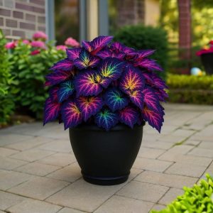 Хоста Фрости Блю купить по цене от 389р. в интернет-магазине «Посадика» с доставкой почтой в в Ельняе и по всей России – [изображение №1].