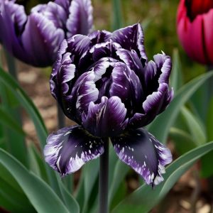 Тюльпан Индиго купить по цене от 600р. в интернет-магазине «Посадика» с доставкой почтой в в Ельняе и по всей России – [изображение №1].