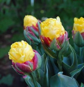 Тюльпан Айс Крим Банана купить по цене от 360р. в интернет-магазине «Посадика» с доставкой почтой в в Ельняе и по всей России – [изображение №1].