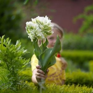 Тюльпан Супер Пэррот купить по цене от 360р. в интернет-магазине «Посадика» с доставкой почтой в в Ельняе и по всей России – [изображение №1].