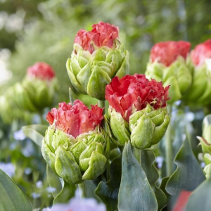 Тюльпан Бычий Глаз купить по цене от 275р. в интернет-магазине «Посадика» с доставкой почтой в в Ельняе и по всей России – [изображение №1].