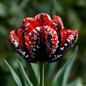 Тюльпан Вельвет Файер купить по цене от 394р. в интернет-магазине «Посадика» с доставкой почтой в в Ельняе и по всей России – [изображение №1].