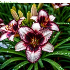 Лилейник Крим Сикл купить по цене от 799р. в интернет-магазине «Посадика» с доставкой почтой в в Ельняе и по всей России – [изображение №1].