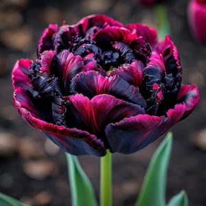 Тюльпан Фламинго купить по цене от 500р. в интернет-магазине «Посадика» с доставкой почтой в в Ельняе и по всей России – [изображение №1].