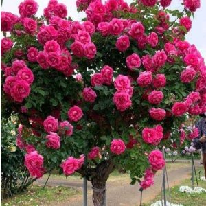 Роза Версаля купить по цене от 232р. в интернет-магазине «Посадика» с доставкой почтой в в Ельняе и по всей России – [изображение №1].