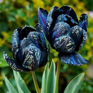 Тюльпан Блю Фог купить по цене от 500р. в интернет-магазине «Посадика» с доставкой почтой в в Ельняе и по всей России – [изображение №1].