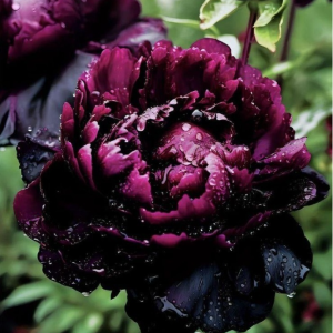 Пион Темный Сад купить по цене от 421р. в интернет-магазине «Посадика» с доставкой почтой в в Ельняе и по всей России – [изображение №1].