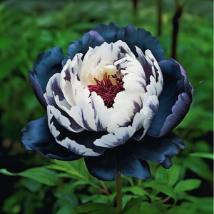 Пион Древовидный Инь-Янь купить по цене от 419р. в интернет-магазине «Посадика» с доставкой почтой в в Ельняе и по всей России – [изображение №1].