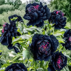 Пион древовидный Сердце Афродиты купить по цене от 600р. в интернет-магазине «Посадика» с доставкой почтой в в Ельняе и по всей России – [изображение №1].