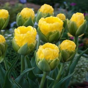 Тюльпан махровый Ванила Коп купить по цене от 159р. в интернет-магазине «Посадика» с доставкой почтой в в Ельняе и по всей России – [изображение №1].