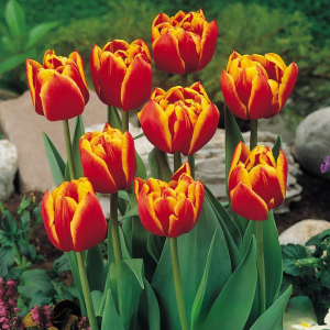 Тюльпан Блэк Фаер купить по цене от 275р. в интернет-магазине «Посадика» с доставкой почтой в в Ельняе и по всей России – [изображение №1].