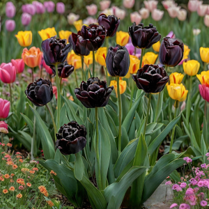 Тюльпан махровый Рейдинс Дарк купить по цене от 230р. в интернет-магазине «Посадика» с доставкой почтой в в Ельняе и по всей России – [изображение №1].