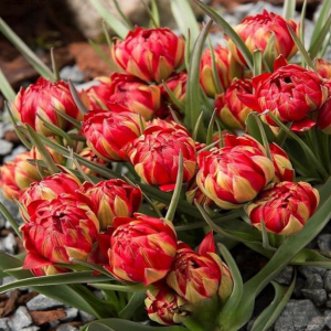 Тюльпан Ап Пинк купить по цене от 390р. в интернет-магазине «Посадика» с доставкой почтой в в Ельняе и по всей России – [изображение №1].