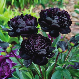 Пион Королевский Бархат купить по цене от 419р. в интернет-магазине «Посадика» с доставкой почтой в в Ельняе и по всей России – [изображение №1].