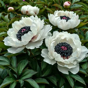 Пион Инк Эн купить по цене от 429р. в интернет-магазине «Посадика» с доставкой почтой в в Ельняе и по всей России – [изображение №1].