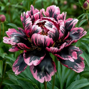 Пион Дроп Руби купить по цене от 469р. в интернет-магазине «Посадика» с доставкой почтой в в Ельняе и по всей России – [изображение №1].