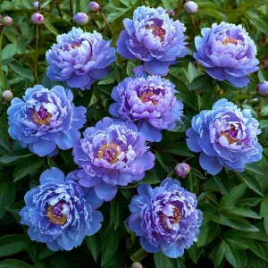 Пион Голубой лотос купить по цене от 590р. в интернет-магазине «Посадика» с доставкой почтой в в Ельняе и по всей России – [изображение №1].