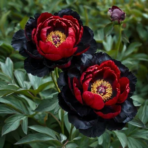 Пион Эбеновый Рубин купить по цене от 419р. в интернет-магазине «Посадика» с доставкой почтой в в Ельняе и по всей России – [изображение №1].