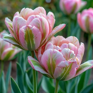 Тюльпан Аврора Принцес купить по цене от 345р. в интернет-магазине «Посадика» с доставкой почтой в в Ельняе и по всей России – [изображение №1].