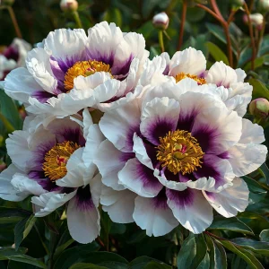 Пион Эко Саммер купить по цене от 548р. в интернет-магазине «Посадика» с доставкой почтой в в Ельняе и по всей России – [изображение №1].