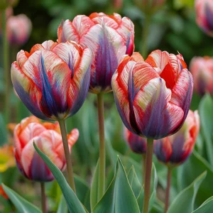 Тюльпан Эбисан Грэйс купить по цене от 217р. в интернет-магазине «Посадика» с доставкой почтой в в Ельняе и по всей России – [изображение №1].