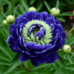 Пион Дримвивер купить по цене от 417р. в интернет-магазине «Посадика» с доставкой почтой в в Ельняе и по всей России – [изображение №1].