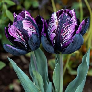 Тюльпан Блэк Каньон купить по цене от 305р. в интернет-магазине «Посадика» с доставкой почтой в в Ельняе и по всей России – [изображение №1].