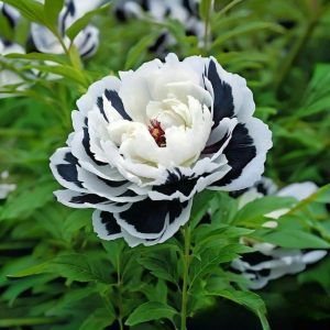 Пион Монохромный Шик купить по цене от 429р. в интернет-магазине «Посадика» с доставкой почтой в в Ельняе и по всей России – [изображение №1].