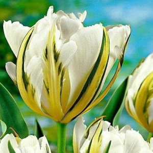 Тюльпан Экзотик Пуруссима купить по цене от 305р. в интернет-магазине «Посадика» с доставкой почтой в в Ельняе и по всей России – [изображение №1].