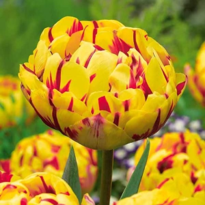 Тюльпан махровый Голден Ницц купить по цене от 361р. в интернет-магазине «Посадика» с доставкой почтой в в Ельняе и по всей России – [изображение №1].