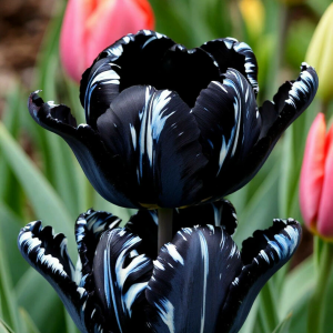 Тюльпан Шелк Нуар купить по цене от 219р. в интернет-магазине «Посадика» с доставкой почтой в в Ельняе и по всей России – [изображение №1].