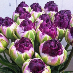 Тюльпан Анаконда купить по цене от 450р. в интернет-магазине «Посадика» с доставкой почтой в в Ельняе и по всей России – [изображение №1].