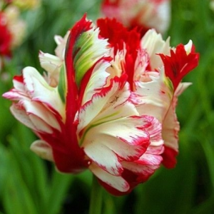 Тюльпан Эстелла Рижнвельд купить по цене от 500р. в интернет-магазине «Посадика» с доставкой почтой в в Ельняе и по всей России – [изображение №1].