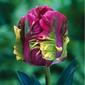 Тюльпан Экзотик Хэвен купить по цене от 186р. в интернет-магазине «Посадика» с доставкой почтой в в Ельняе и по всей России – [изображение №1].