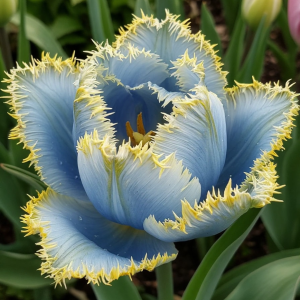 Тюльпан Махровый Амплуа купить по цене от 199р. в интернет-магазине «Посадика» с доставкой почтой в в Ельняе и по всей России – [изображение №1].