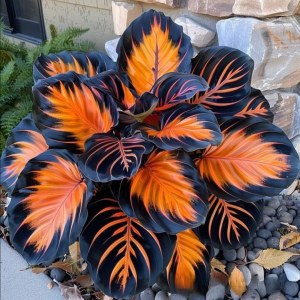 Хоста Сикрет Форест купить по цене от 601р. в интернет-магазине «Посадика» с доставкой почтой в в Ельняе и по всей России – [изображение №1].