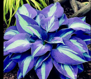 Хоста Аурелия купить по цене от 450р. в интернет-магазине «Посадика» с доставкой почтой в в Ельняе и по всей России – [изображение №1].